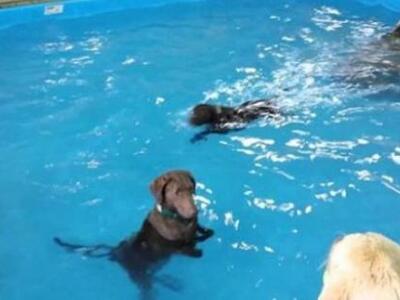 Ξεκαρδιστικό: Σκύλος δεν καταλαβαίνει τη...