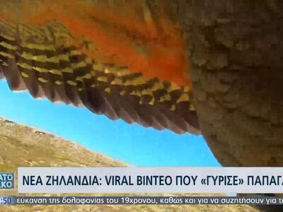 Νέα Ζηλανδία: Viral βίντεο που ''γύρισε'...