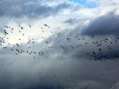 Εθελοντικό πρόγραμμα για την καταγραφή τ...