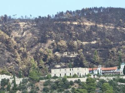 Αναγεννάται η καμμένη δασική έκταση του ...