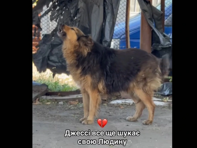 Ουκρανία: Viral η σκυλίτσα που δύο μέρες...