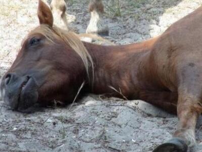 Συνελήφθη ο ιδιοκτήτης του αλόγου που εί...