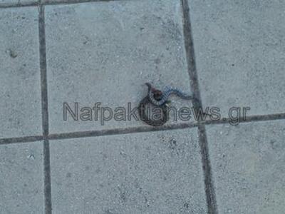 Αιτωλοακαρνανία: Δηλητηριώδες φίδι μέσα ...