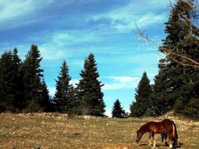 Γερμανία: "Ζωόφιλοι" αντιδρούν...