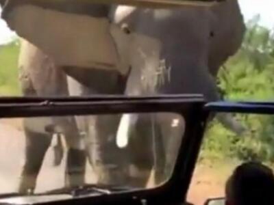 Ελέφαντας επιτέθηκε στον Άρνολντ Σβαρτσε...