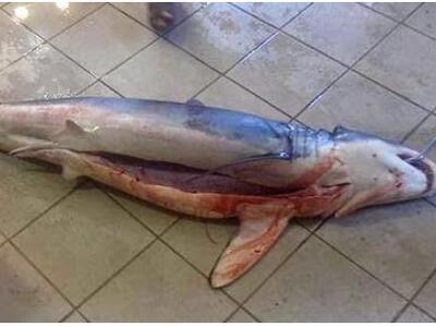 Ψαράς από την Κομοτηνή έπιασε.... καρχαρ...