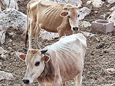 Θεσπρωτία: Αγελάδες πεθαίνουν από ασιτία...