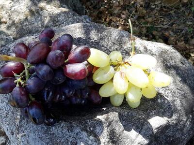 Επιτραπέζια σταφύλια για φαγητό, των ποι...