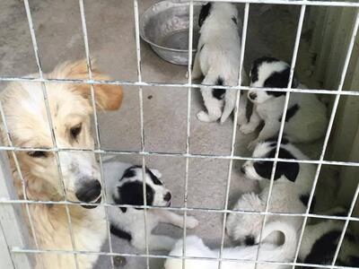 Πάτρα: Χαρίζονται 6 πανέμορφα κουταβάκια...