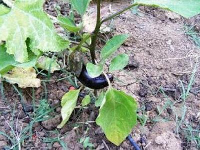 Απίστευτο: Φύτεψε μποστάνι με κηπευτικά ...