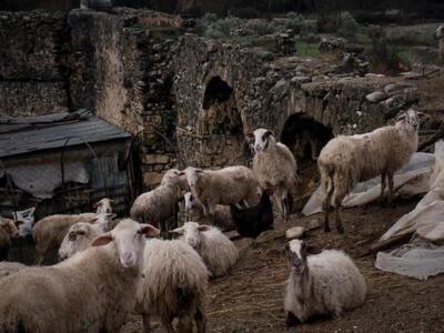 Κρήτη: Βοσκός έβαλε GPS σε πρόβατο και τ...