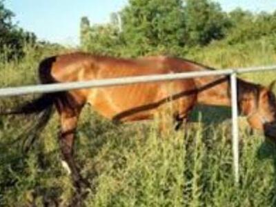 Πάτρα: Γυναίκα έκλεψε... άλογο απο στον ...