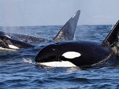 Φάλαινες δολοφόνοι κυνηγούν και κατασπαρ...