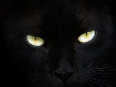 Ψυχοπαθής σκοτώνει γάτες με αποτρόπαιο τρόπο