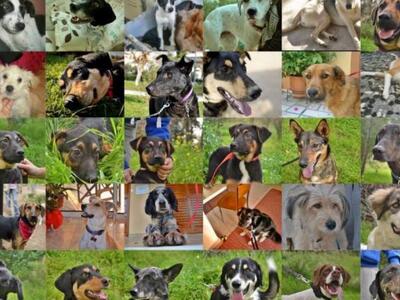 Αυτή τη στιγμή δεκάδες υπέροχα σκυλάκια ...