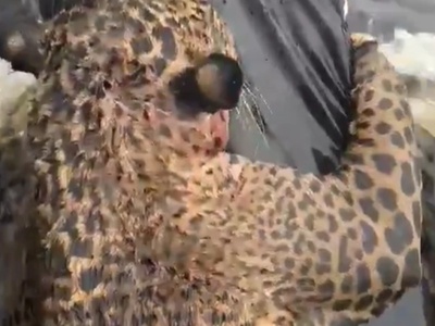 Βραζιλία: Συγκινητική διάσωση τραυματισμ...