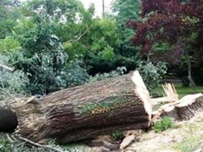 Αιτωλ/νία: Τους καταπλάκωσε κορμός δέντρου