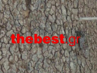 Σκάει ο τζίτζικας (ο αόρατος τζίτζικας)