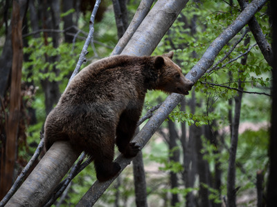 Αρκούδα επιτέθηκε σε βοσκό στη Δυτική Φθιώτιδα