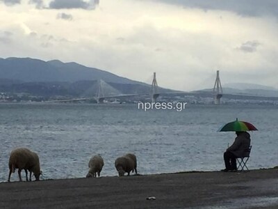 Ναύπακτος: Πήγε τα πρόβατα για βοσκή στην…παραλία