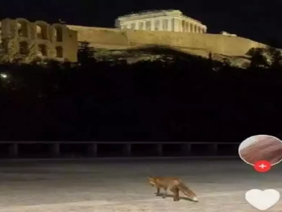 Viral: Η αλεπού βγήκε βόλτα κάτω από την Ακρόπολη 