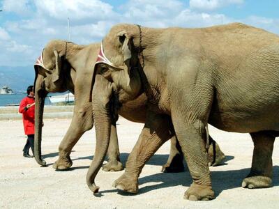 ΣΟΚ! Σφαγή  ελεφάντων στην Τανζανία- ο π...