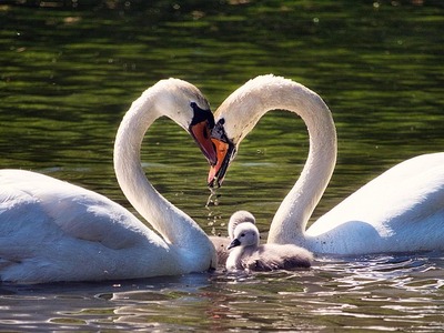 Αυτά είναι τα ζώα που μένουν με τον ίδιο...