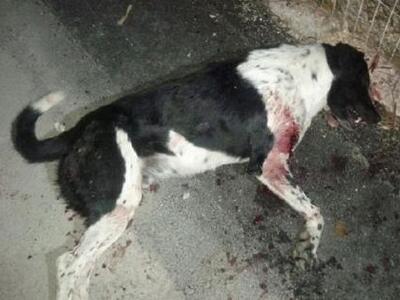 Aιτωλοακαρνανία: Νέο περιστατικό θανάτωσης σκύλου