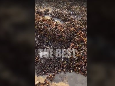 Πάτρα: Ελιές «φύτρωσαν» στην παραλία του...