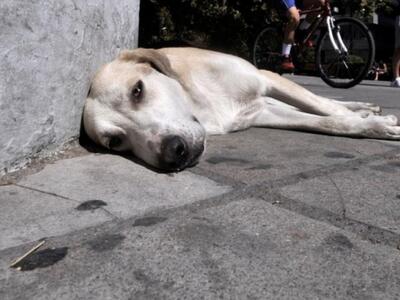 Άφησε το σκύλο του νηστικό για μια εβδομ...