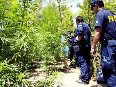 Κατασχέθηκαν δενδρύλλια κάνναβης στην Κάτω Αχαΐα