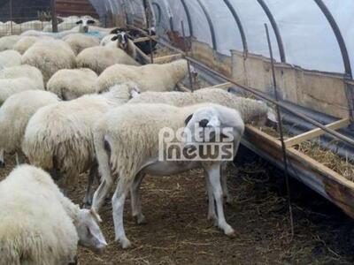 Ηλεία: Λιμοκτονούν τα ζώα στην Ήλιδα μετ...