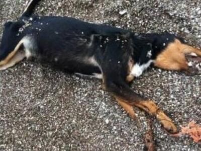 Ναύπακτος: ΦΡΙΚΗ! Του έδεσαν τα πόδια κα...