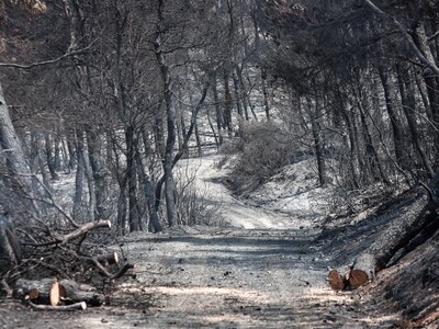  Κάηκαν 23.565 στρέμματα στην Εύβοια