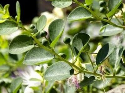 Προφυλαχτείτε από τα «κακά» του κρέατος ...