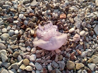 Συνεχίζουν τις προσπάθειες οι καταστηματ...