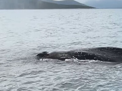 Εντοπίστηκε φάλαινα δίπλα σε ψαράδες στο...