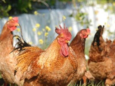 Αγρίνιο: Έκλεψαν 120 κότες και 4 αρνιά!