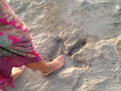 Μάζευε κοχύλια και εντόπισε αποτύπωμα δε...