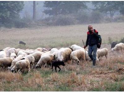 Έως 16 Μαΐου το ειδικό πριμ στους κτηνοτρόφους