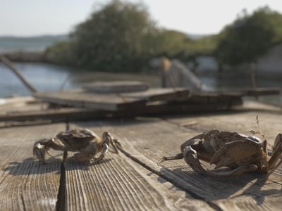 Ενα ακόμη βραβείο για τον Πατρινό σκηνοθέτη Δημήτρη Ινδαρέ