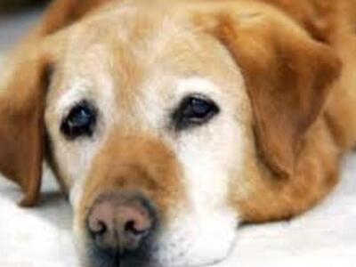 Πάτρα: Σκυλιά σε κώμα  στο χώρο στάθμευσ...