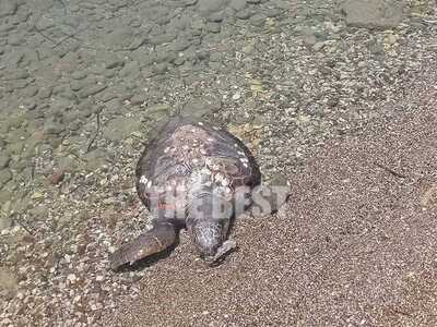 Πάτρα: Εντοπίστηκε νεκρή θαλάσσια χελώνα...