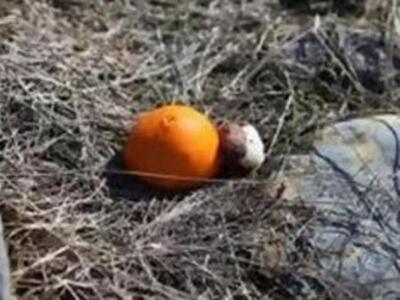 Παγίδες με υδροκυάνιο στα δάση της Ηλείας