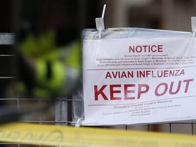 Η γρίπη των πτηνών οδηγεί σε μαζικές σφα...