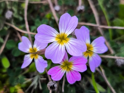 Καιρός: Στους πόσους βαθμούς θα ανέβει ο...