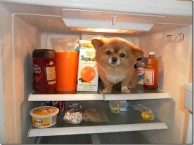 Οι ληστές έκλεισαν το σκυλάκι στο.... ψυγείο 