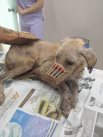 ΗΛΕΙΑ: ΒΙΝΤΕΟ και ΦΩΤΟ που προκαλούν ανατριχίλα! Έσωσαν σκύλο φάντασμα