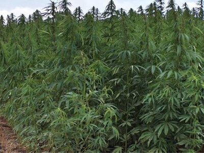 Συνελήφθη 28χρονος την ώρα που πότιζε δε...