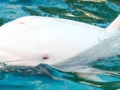 Απήγαγαν δελφίνι "άγγελο" και ...